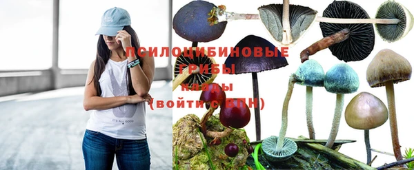 тгк Новозыбков
